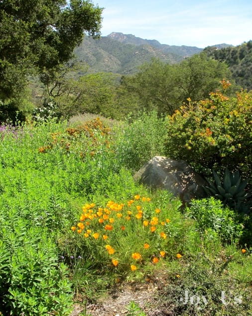California Native Plant Week at The Santa Barbara Botanic Garden