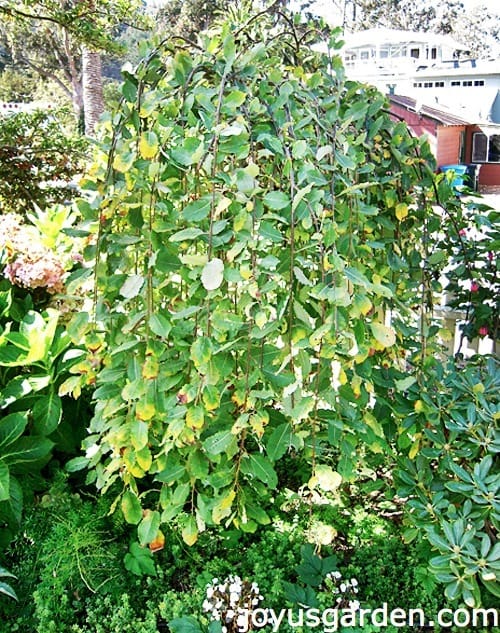 Pruning Pussy Willow 63