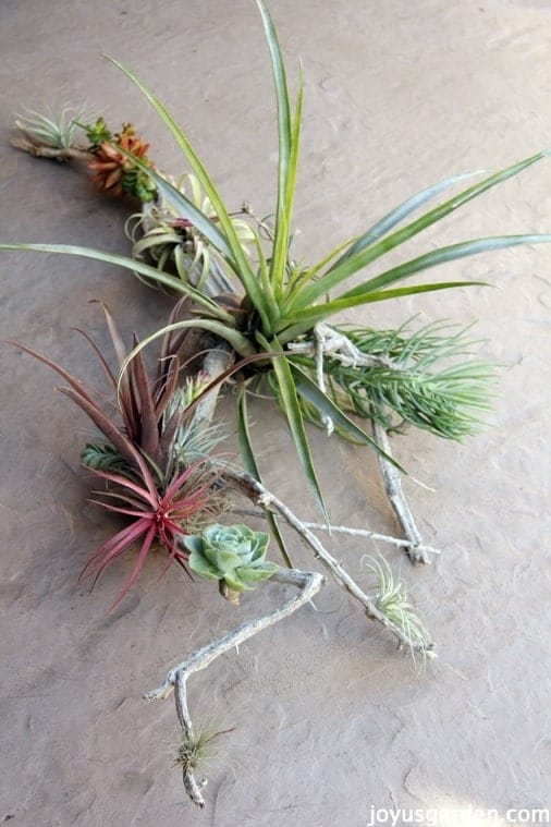 driftwood art with tillandsias & succulents