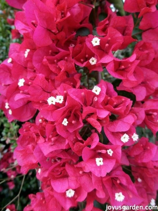 The Secrets Of Bougainvillea Sharing All I Know About This Colorful