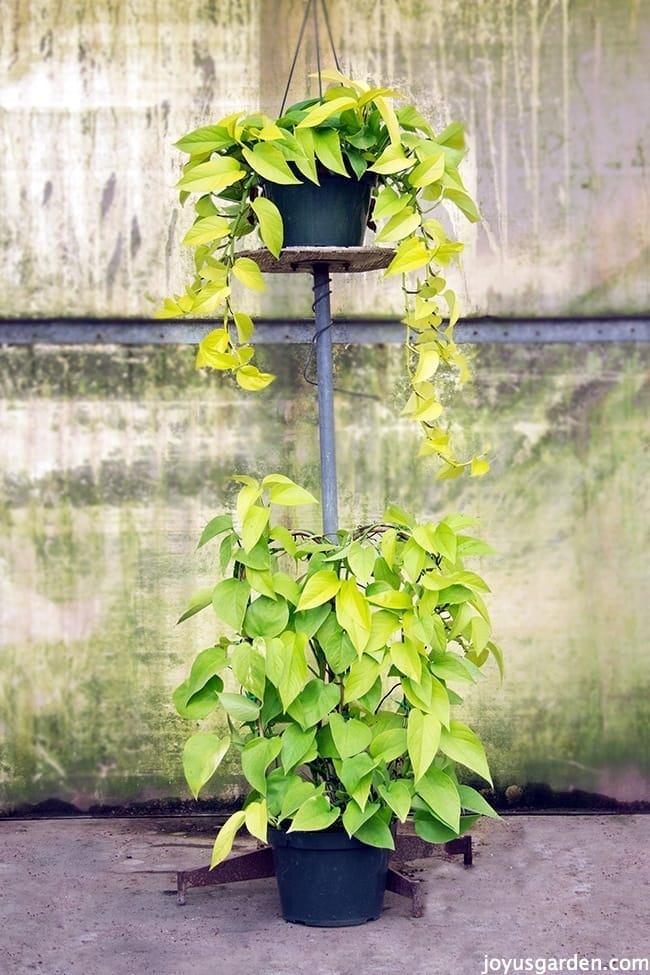 a Neon Pothos sits on a metal stand at the base is a Neon Pothos growing on a hoop