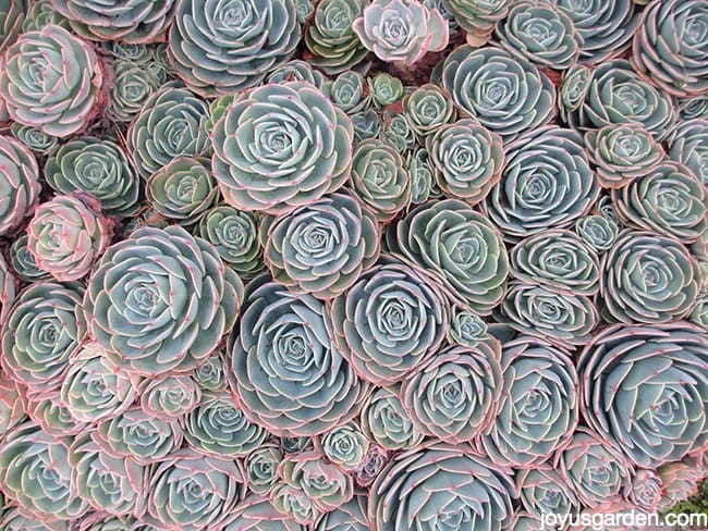 Hens And Chicks Propagation