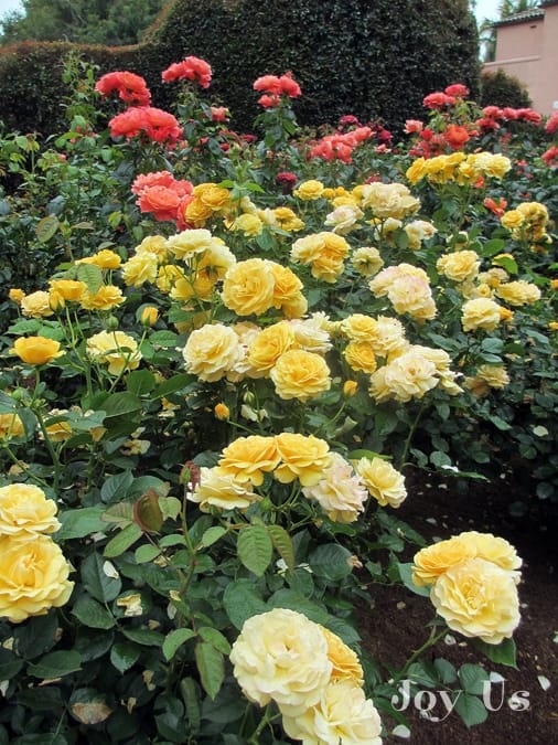 ask nell the best way to feed roses organically naturally ask nell the best way to feed roses organically naturally