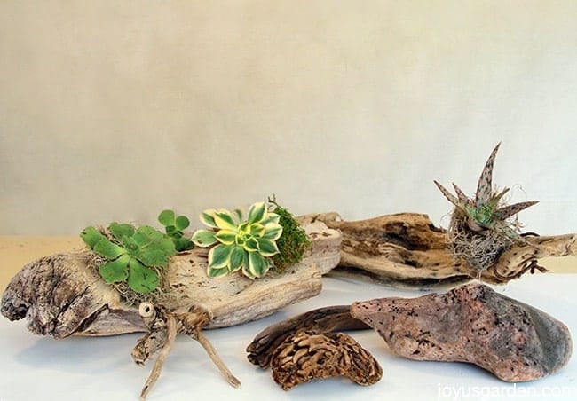 succulents & driftwood