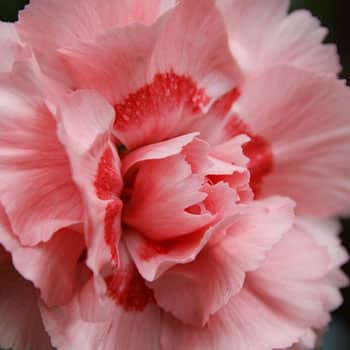 carnation-833383