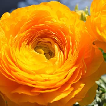 flower-663507