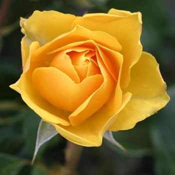 rose-113735