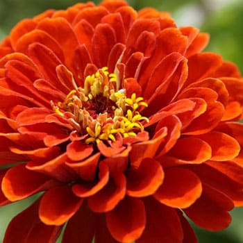 zinnia-413564