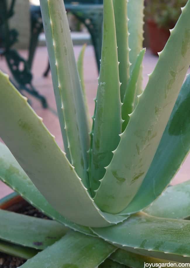 A Plant with Purpose: How To Care For Aloe Vera