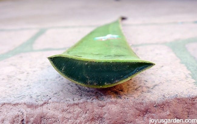 close up of a cut aloe vera leaf full of gel
