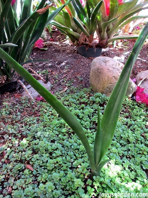 propagate sansevierias snake plants