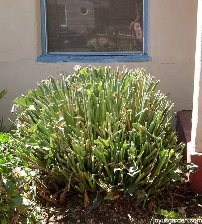 Bird of paradise has been heavily pruned into a mound like shape.