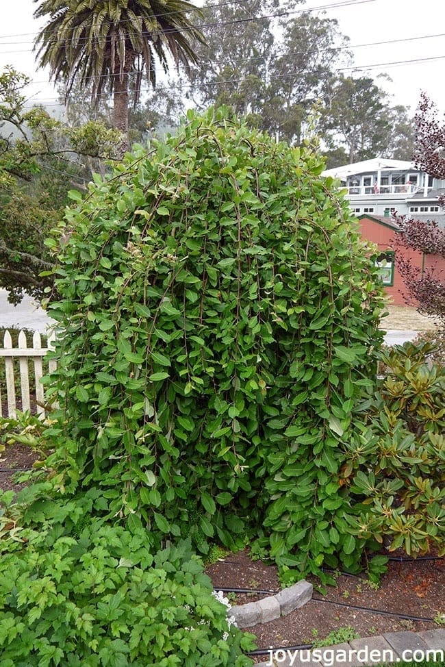 Pruning Pussy Willow 44