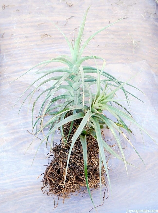 air plant display cholla wood