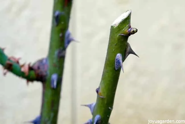 The Annual Winter Or Spring Pruning Of A Hybrid Tea Rose