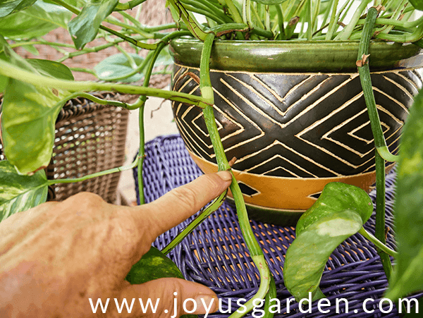 A finger points to a root node on a stem of a golden pothos growing in a decorative pot. 