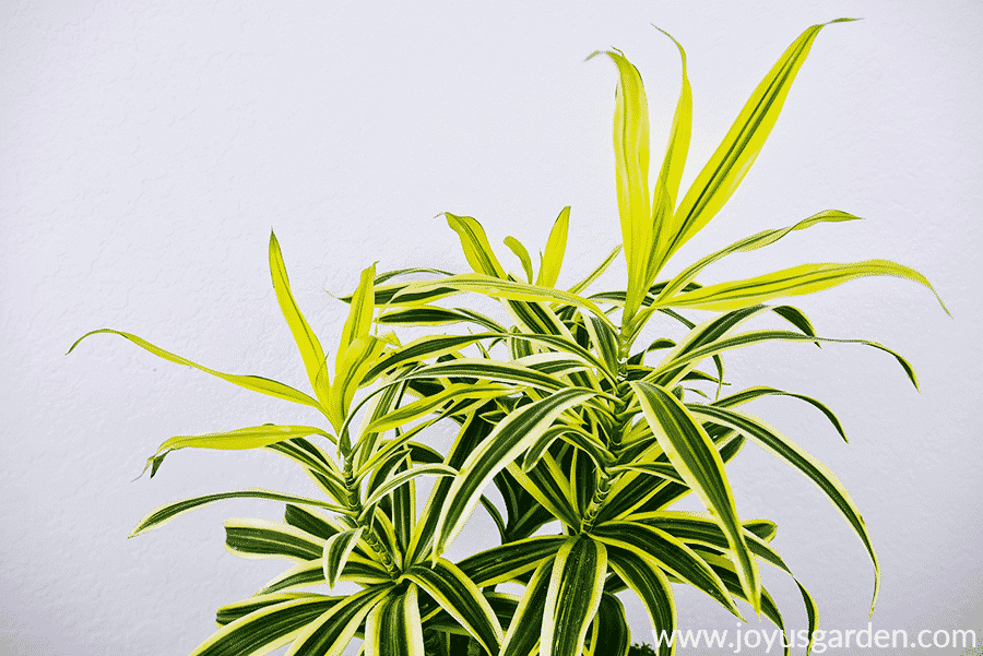 Here's that vibrant chartreuse foliage up close. on the dracaena reflexa plant.