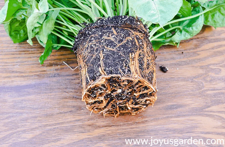 the root ball of an arrowhead plant close up