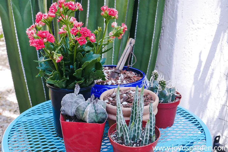Four succulents, 1 of them blooming, surround 2 pots filled with succulent & cactus mix.