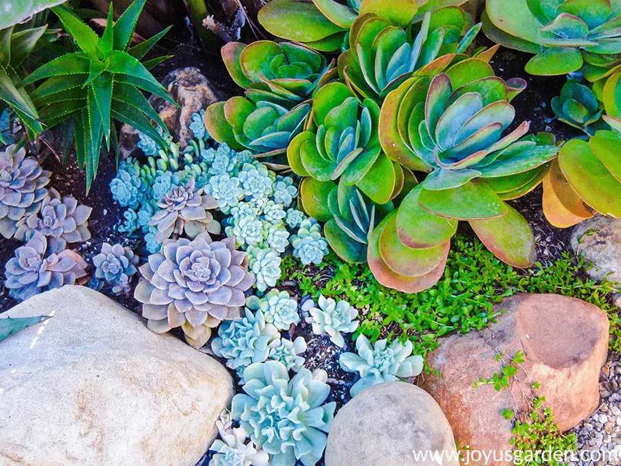 Colorful succulents growing outdoors in the ground in Santa Barbara, CA