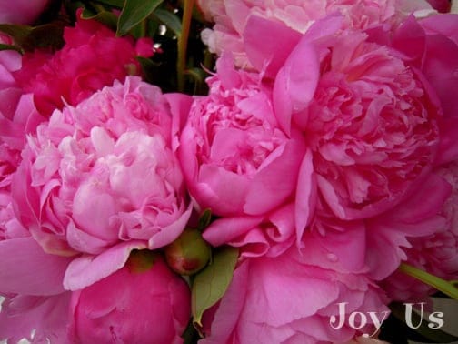 Peonies blossoms and a green bud.