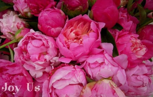 Beautiful peonies blossoms.