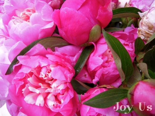 Peonies close up photo.