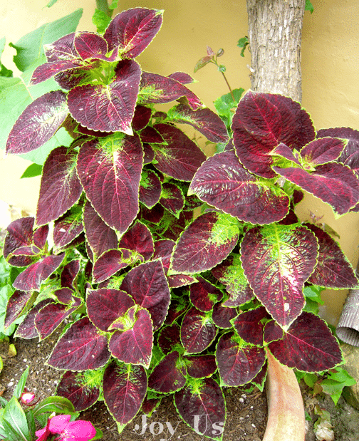 Fully grown and colorful Coleus leaves w/c are easy to propagate and the easieast plant to grow indoor than outdoor.