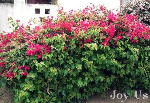 Decorative Bougainvillea hedge plant that produces flowers.