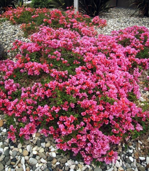 A ground covered with an awesome Bougainvillea plant in the garden.