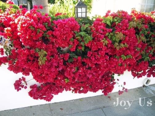 A vibrant red Bougainvillea can also grow on the wall with or without support.