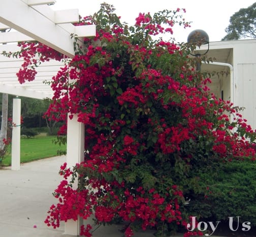 Bougainvillea over a Pergola.