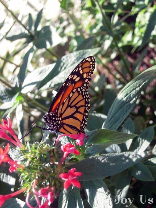 Butterflies Alive! At The Santa Barbara Museum Of Natural History