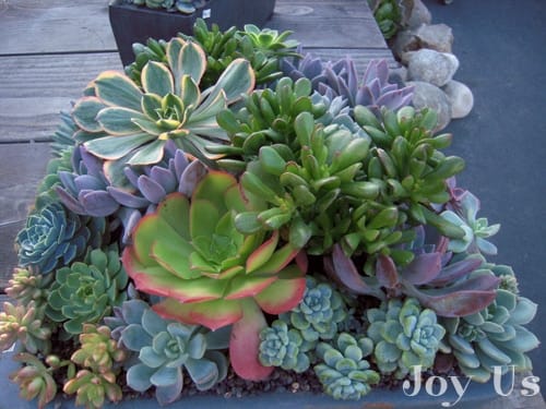 Gorgeous succulents