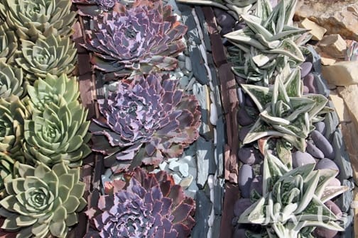 Gorgeous succulents