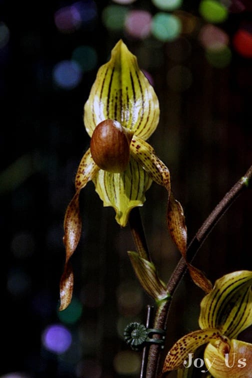 Lady Slipper And Bulldog Orchids