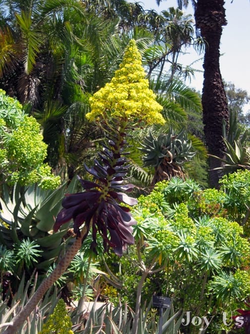 The Desert Garden at the Huntington Botanical Gardens