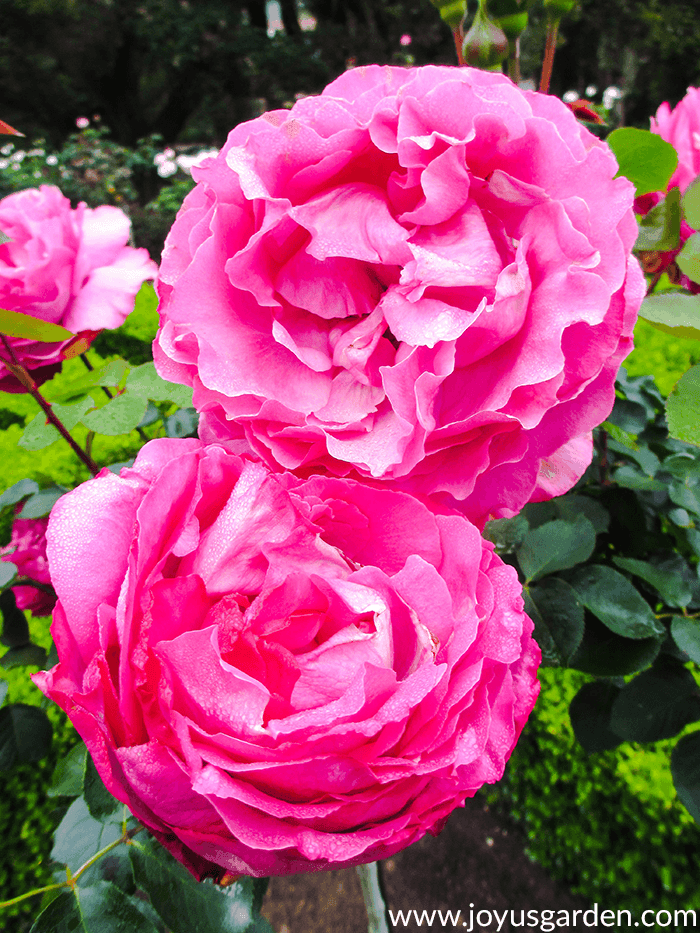 2 beautiful deep pink roses in a garden