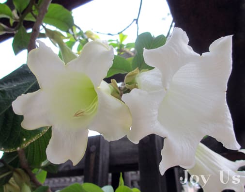 Beaumontia jeroniana or Nepal Trumpet Flower