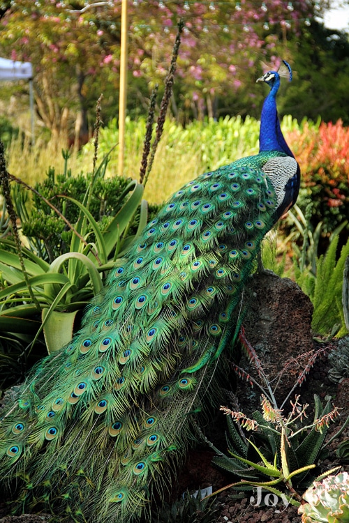 Beautiful peacock at the Arboretum