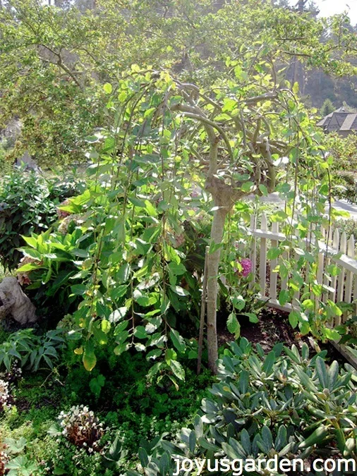 Weeping Plant pruning tips