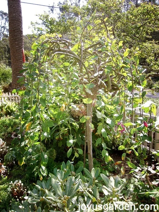 Weeping Plant pruning tips