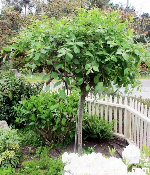 How Not To Prune A Weeping Plant