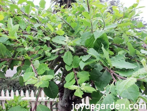 How Not To Prune A Weeping Plant