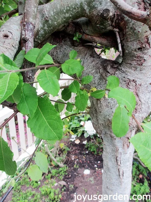 How Not To Prune A Weeping Plant