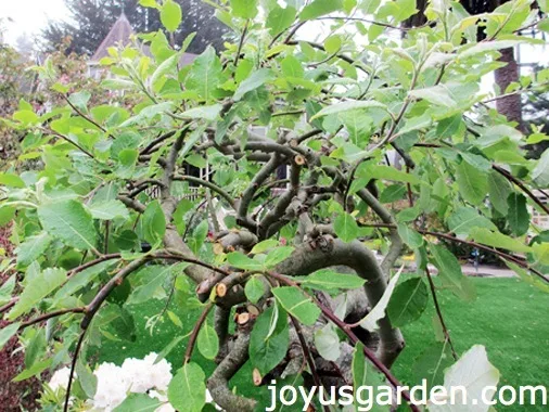 How Not To Prune A Weeping Plant