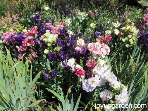 Gorgeous white, purple and pink flowers in the Shakespeare Garden
