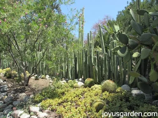 A look at the Desert Garden