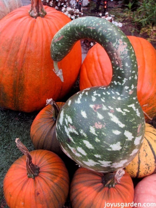 Halloween Decorating Extravaganza!