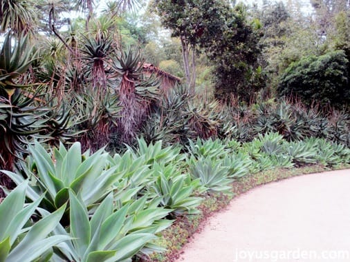 Lotusland Tour: Tropical Garden, Dracaena Trees, and More!